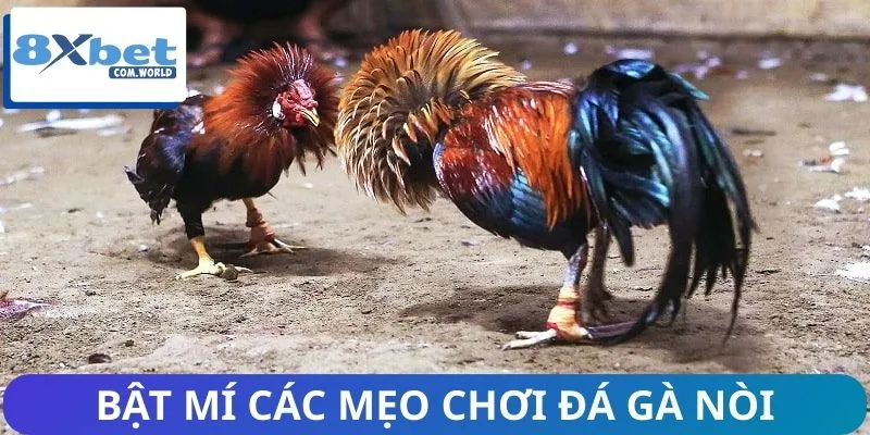 Đá Gà Nòi | Trận Chiến Kịch Tính của Những Kê Thủ Huyền Thoại 3 Bỏ túi các mẹo cược chọi gà nòi bất bại